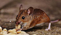 24 Hour & Emergency Exterminators in Strongsville, OH